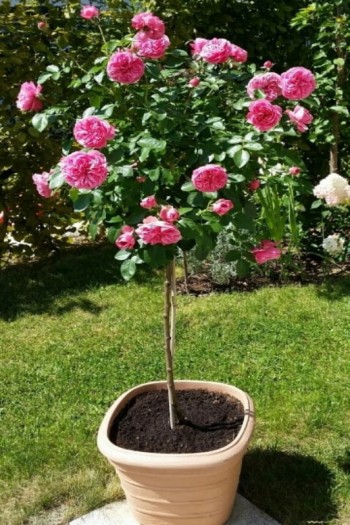 Троянда англійська на штамбі Альонушка (рожева) | English rose on the trunk Alenushka (pink) | Роза английская на штамбе Аленушка (розовая)